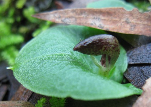 helmet-orchid.jpg