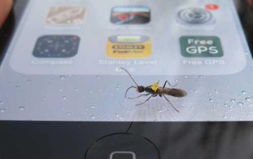 bull-ant-on-iphone.jpg