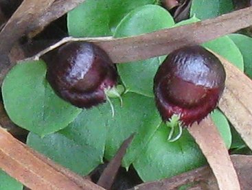 Helmet-orchids.jpg